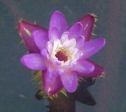 Euryale ferox Salisb